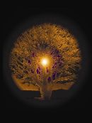 Solstice